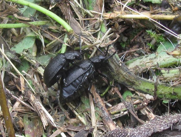 Galeruca tanaceti (Chrysomelidae) in accoppiamento